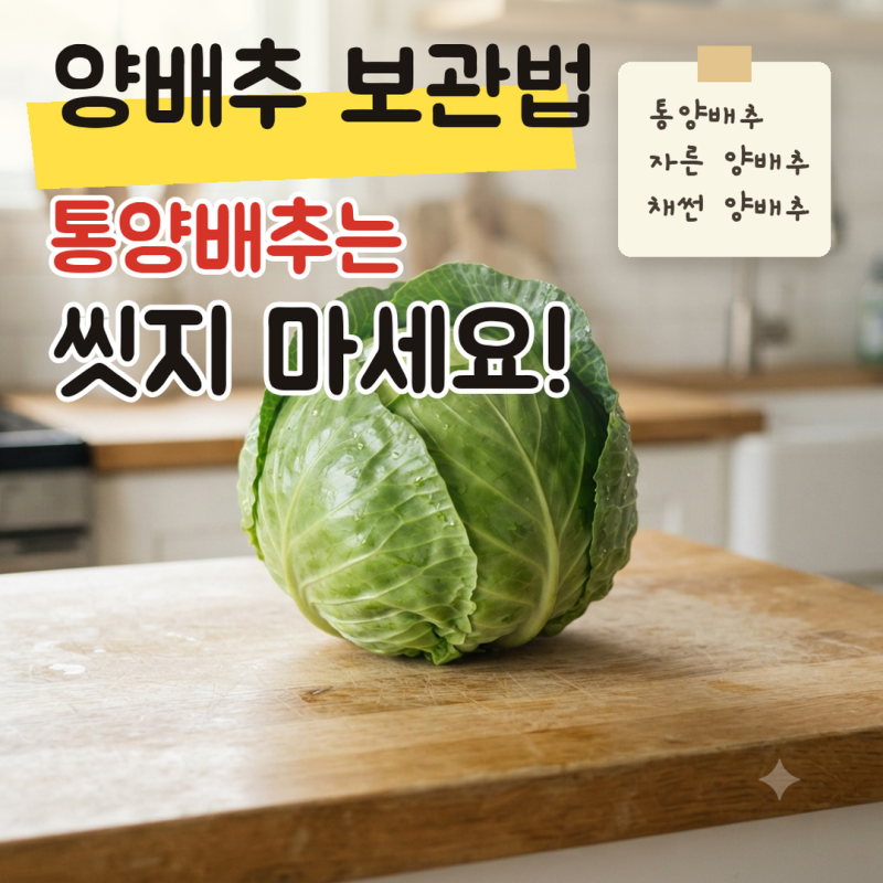 양배추 보관법, 통양배추와 채썬 양배추 냉장 냉동 요령과 다이어트 양배추찜 미리 준비하기