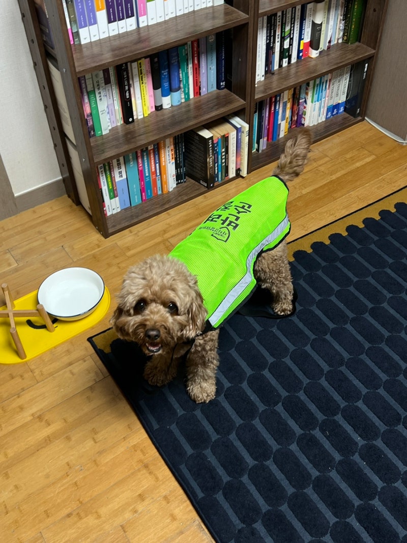 소소한 일상 Ι 반려견 순찰대, 러프웨어 목줄, 반려견동반 식당, 스타필드 고양 차알, 파주 ....