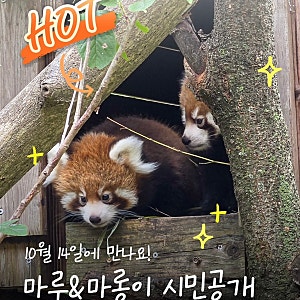 서울대공원 레서판다 쌍둥이 마루·마롱 10월 14일 첫 실물 영접! 관람 시간·방문 팁·주의사....