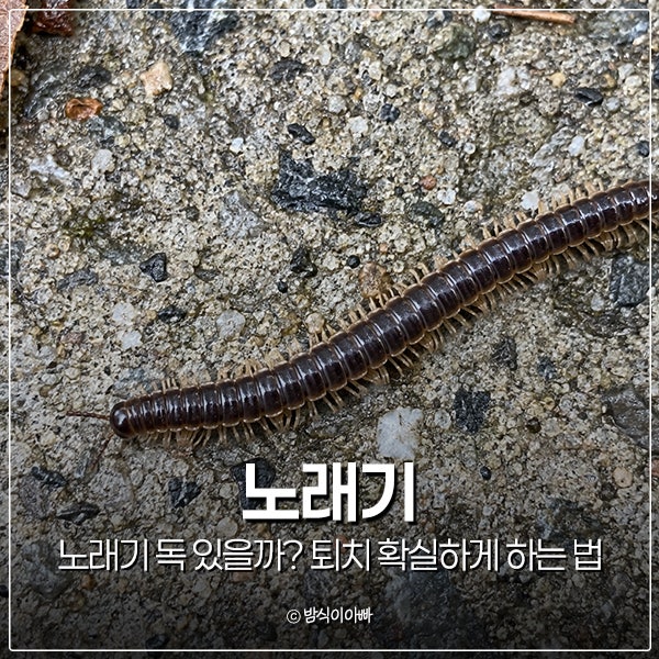 노래기 벌레 독 있을까? 퇴치 확실하게 하는 법