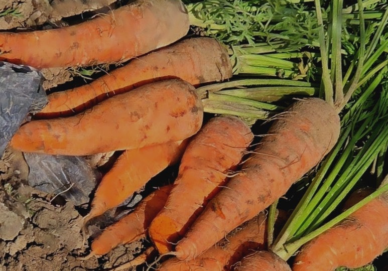 가을 당근 재배 | 가을 당근 재배기간 | 가을 당근 수확 시기