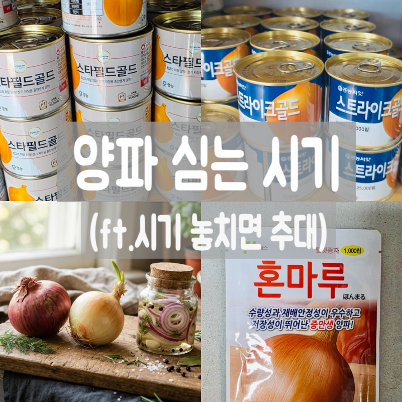 양파 심는 시기 놓치면 추대 발생? 좋은모종 심는방법(+효능)