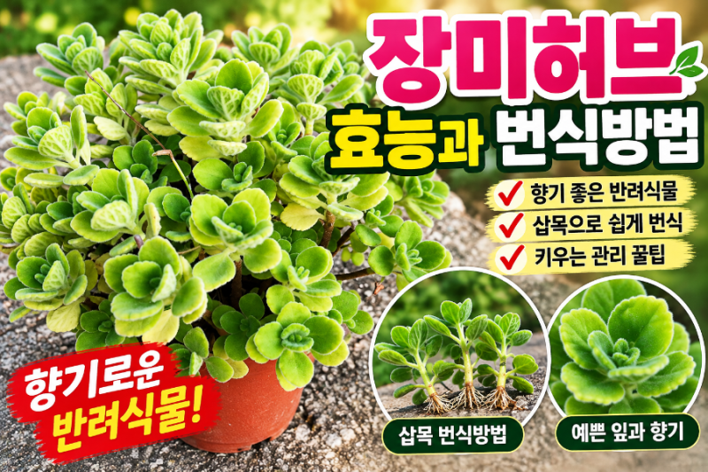 장미허브 효능과 번식방법｜향기 좋은 반려식물, 삽목으로 쉽게 늘리는 꿀팁!