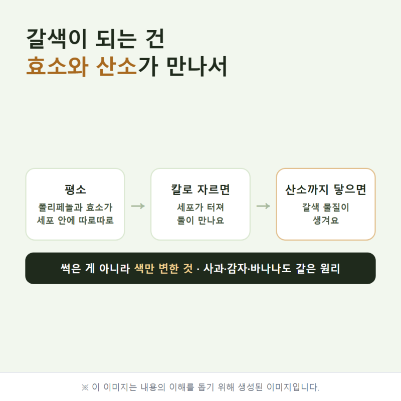 자른 양배추 단면이 갈색으로 변했다면? 먹어도 되는 이유와 오래 두는 보관법｜국내산 무농....