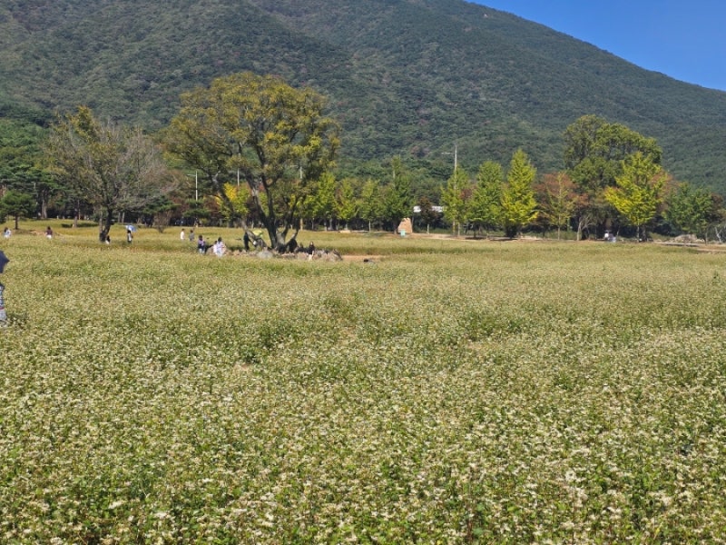 부산 근교 가을 여행 추천 양산 통도사 메밀꽃밭 방문시기 및 관람 포인트