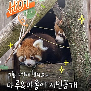 서울대공원 레서판다 쌍둥이 '마루·마롱' 10월 14일 전격 공개! 실물 영접 꿀팁 및 관람 주의....