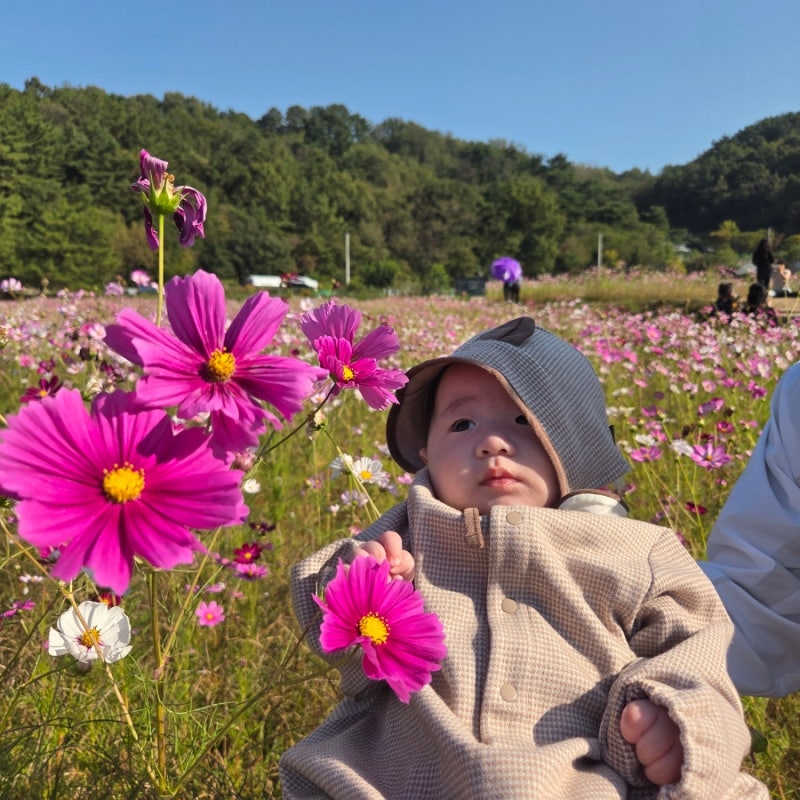 코스모스축제 대전 장동 계족산 만개! 10월 축제 아기랑 가볼만한곳