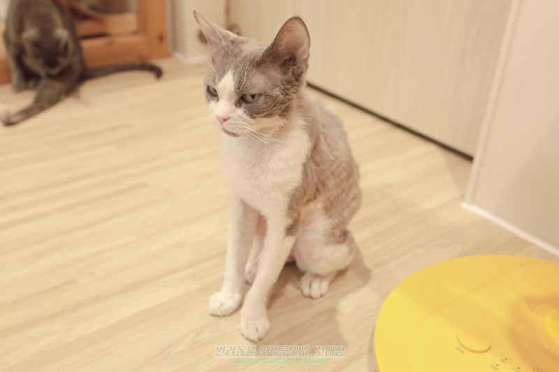 데본렉스 고양이 품종 특징, 외계인 소리 듣는 이유
