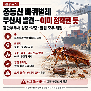 부산 바퀴벌레 비상? 중동산 '투르키스탄 바퀴' 감만부두 정착 확인…번식력과 확산 우려