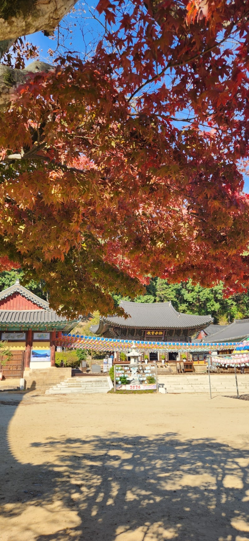 [영천 여행] 주말 힐링 드라이브, 추사가 사랑한 '은빛 바다' 팔공산 은해사 다녀온 후기