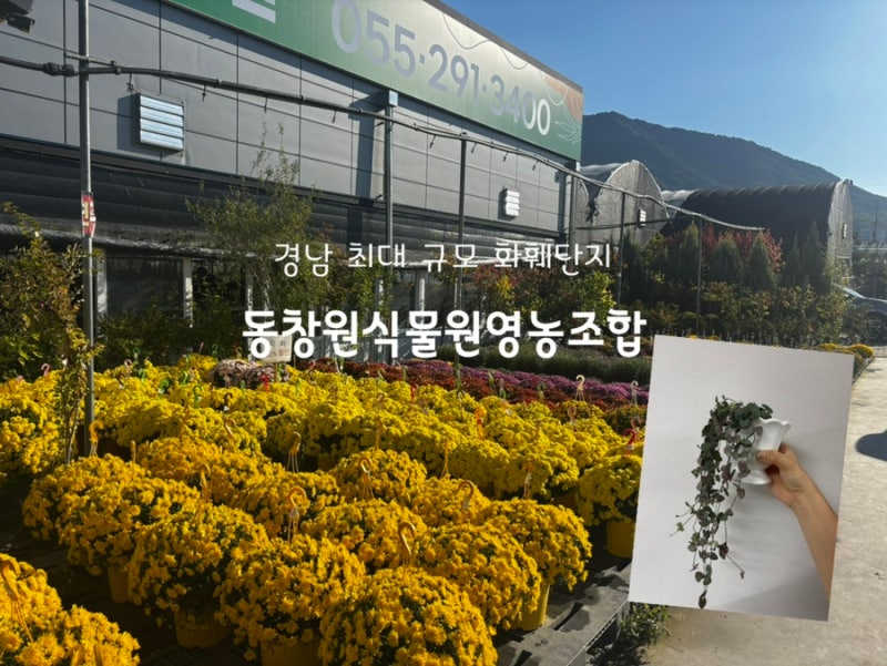 경남 최대 규모 화훼단지 동창원식물원영농조합 식물쇼핑 방문후기