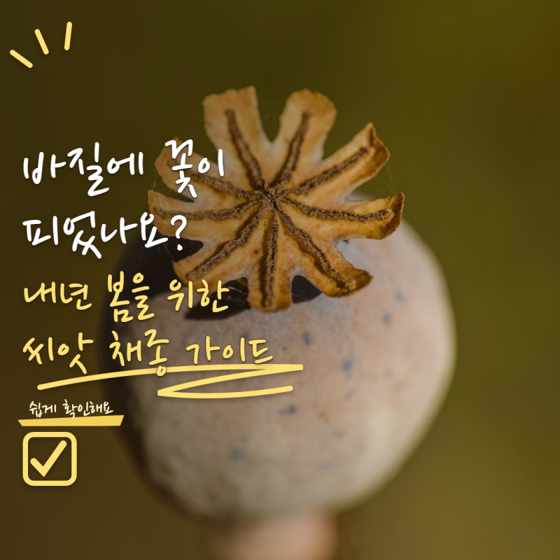 바질 꽃이 피고 씨앗까지 생겼다면? 내년에 다시 심을 씨앗 받는 방법