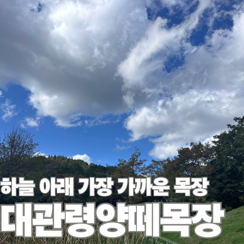 [강원/평창] 강원도 가을 여행 힐링 여행 대관령 양떼목장(대관령 건초 체험, 할인 팁, 대관령....