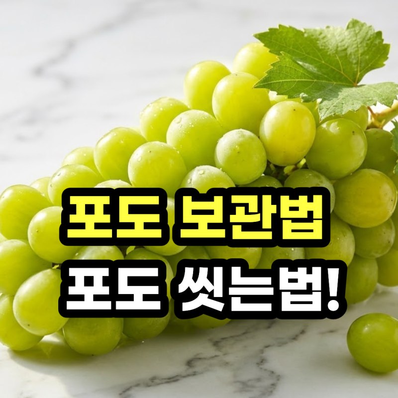 포도 보관법 및 포도 씻는법! 샤인머스캣 베이킹소다 세척 & 싱싱하게 오래 보관하기