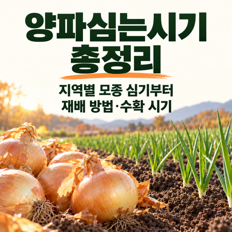 양파심는시기 총정리, 지역별 모종 심기부터 재배 방법·수확 시기