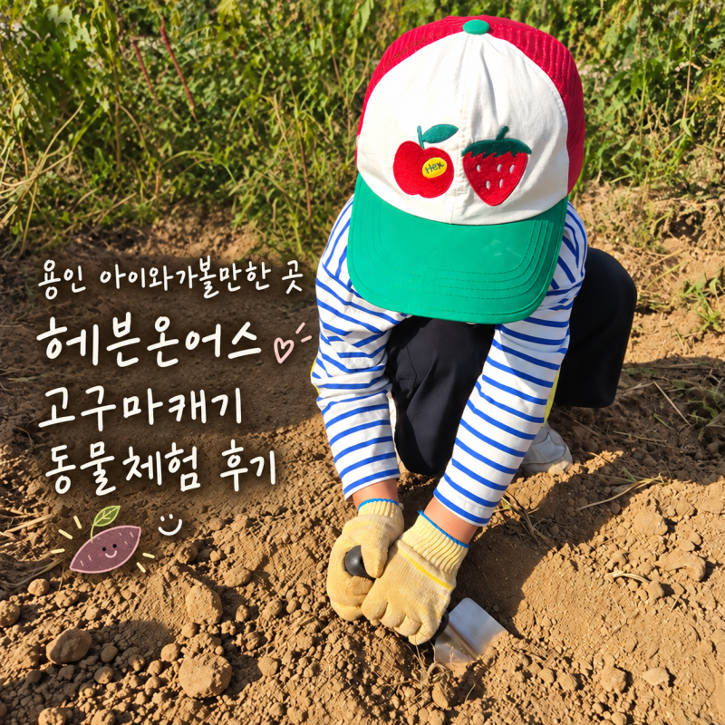 용인 아이랑 가볼만한곳 헤븐온어스｜동물먹이주기체험 고구마캐기 농장 후기