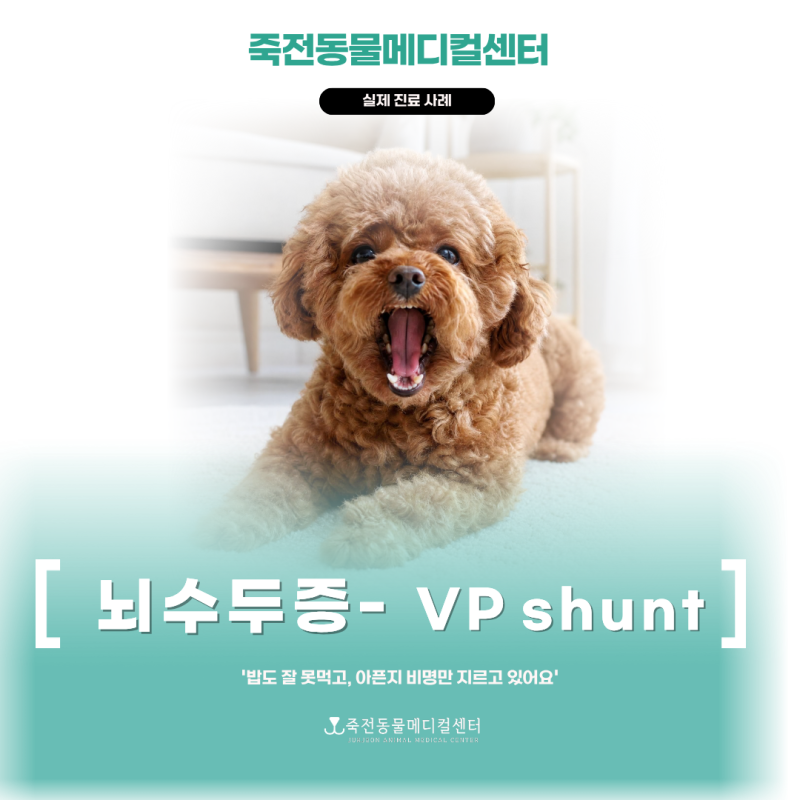 [강아지 뇌수두증-VP shunt] 일어서지 못하고 비명을 지르던 아이, 수술 후 스스로 일어나 밥을 ....