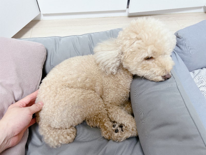강아지 사마귀 모낭충 비듬 곰팡이성 피부염 구별하기