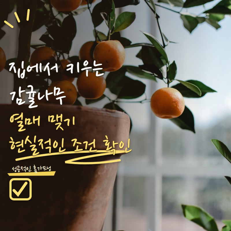 감귤나무 화분으로 키우면 열매도 달릴까? 실내에서 결실까지 보기 어려운 이유