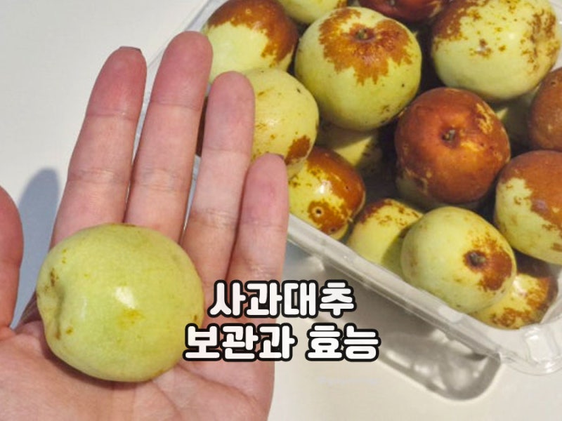 사과대추 보관법 냉장 냉동 보관 방법 사과대추효능 총정리