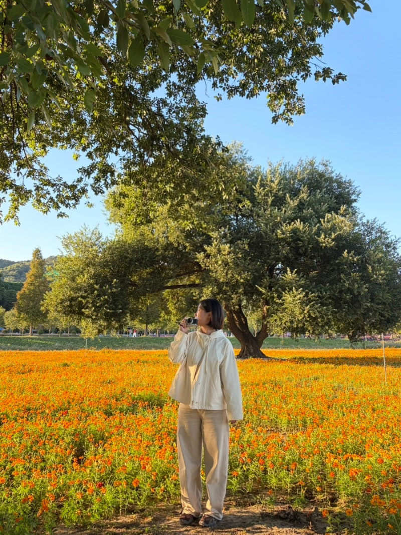 합천 핑크뮬리 명소, 신소양체육공원 가을꽃 만개 중