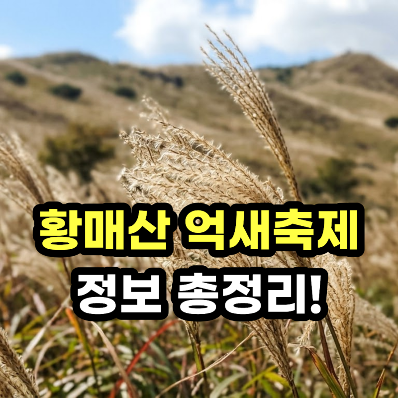 합천 황매산 억새축제 언제가야할까? 주차장, 코스, 셔틀까지 총정리!