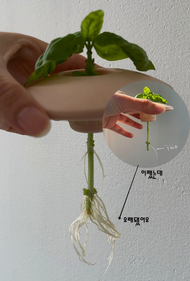 [베란다농부] 바질 물꽂이 성공, 뿌리 내린 바질 지피포트에 옮겨심기잘라냈던 바질이 다시 ....