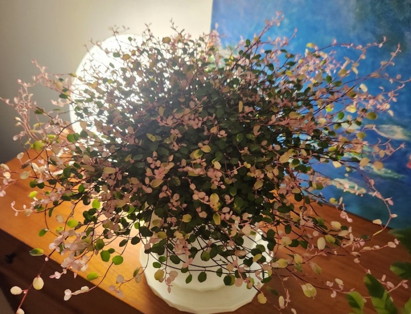 초록별로 떠난줄 알았던 핑크트리안의 생존기