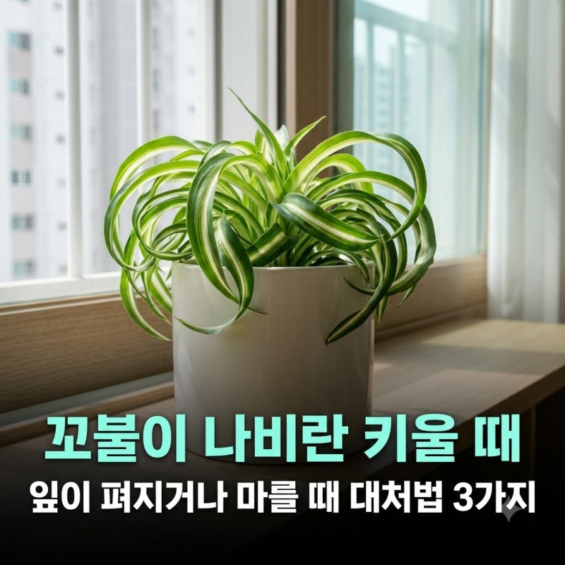 꼬불이 나비란 키울 때 잎이 펴지거나 마를 때 대처법 3가지