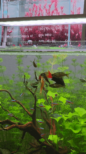 원주 아쿠아해유 수족관 카페 아이와 가볼만한곳 8개월 아기 물고기 구경부터 관상어 분양까....