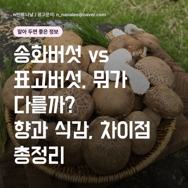 송화버섯 표고버섯 차이부터 영양 효능 부작용 보관 요리 꿀팁 총정리