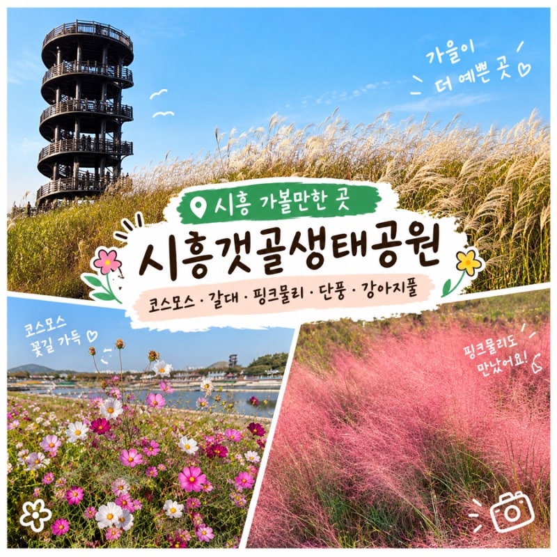 [경기/시흥] 시흥갯골생태공원 가을 나들이｜코스모스와 갈대 단풍 핑크뮬리 산책 , 가족나....
