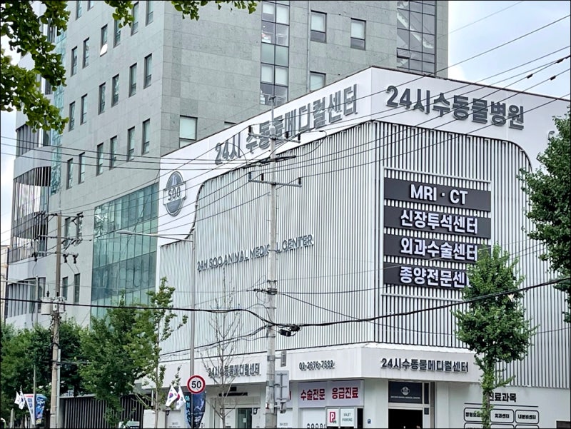 고양이 구내염 발치 통증의 정체와 치아를 지키는 시기 판단은?