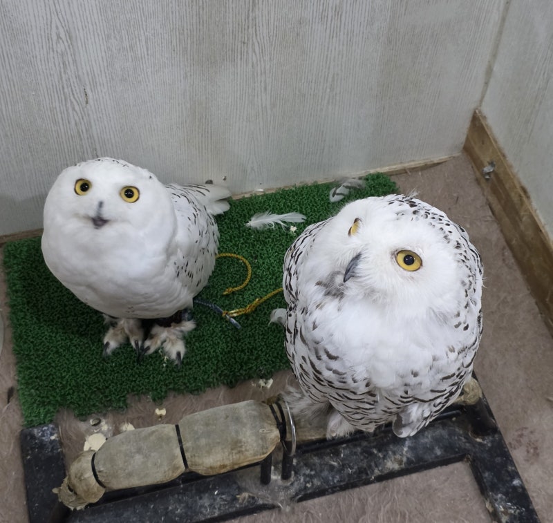 오사카여행 이색체험 부엉이카페 퀼 _ 우메다 나가사키초 Owl Cafe Quill