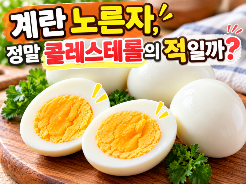 아침식사 밥이날까? 아님 계란 매일 먹어도 될까? 노른자 콜레스테롤의 진실