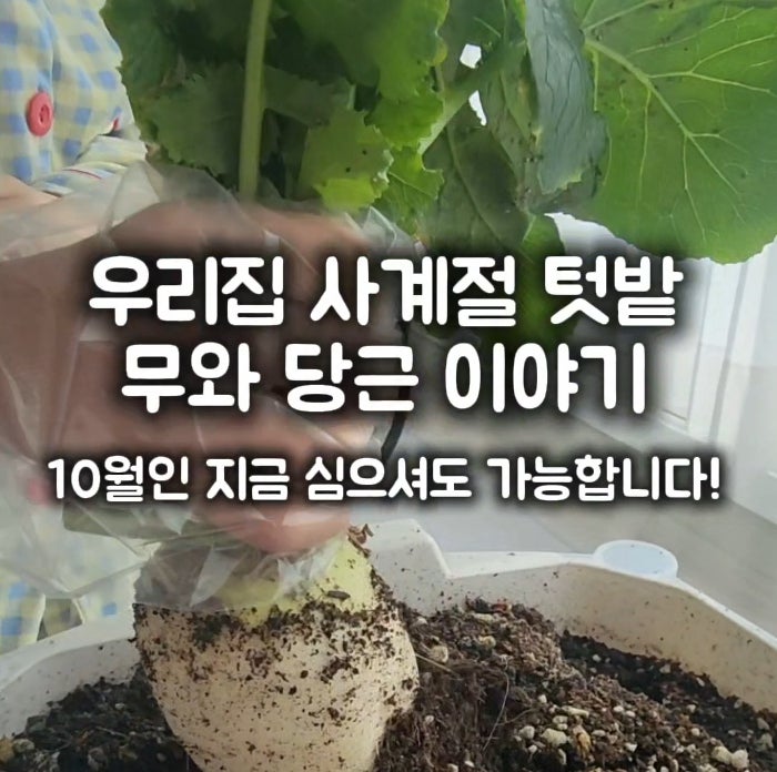 10월 지금 심어도 늦지 않았어요! 가을 아파트 베란다 텃밭 채소 무 당근 키우기 (저면관수 화....