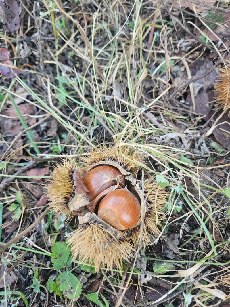 [제목] 산에서 주운 야생 산밤 보관법과 밤벌레 없애는 세척 숙성법 총정리!