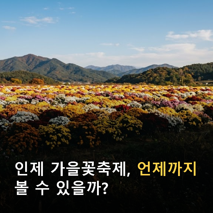 인제 가을꽃축제 10월 18일까지 연장, 공연·체험은 언제까지?