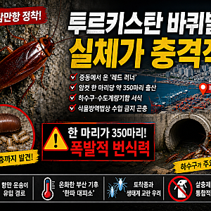 투르키스탄 바퀴벌레 부산 정착, 암컷 한 마리가 350마리를 낳는 중동 외래종의 실체