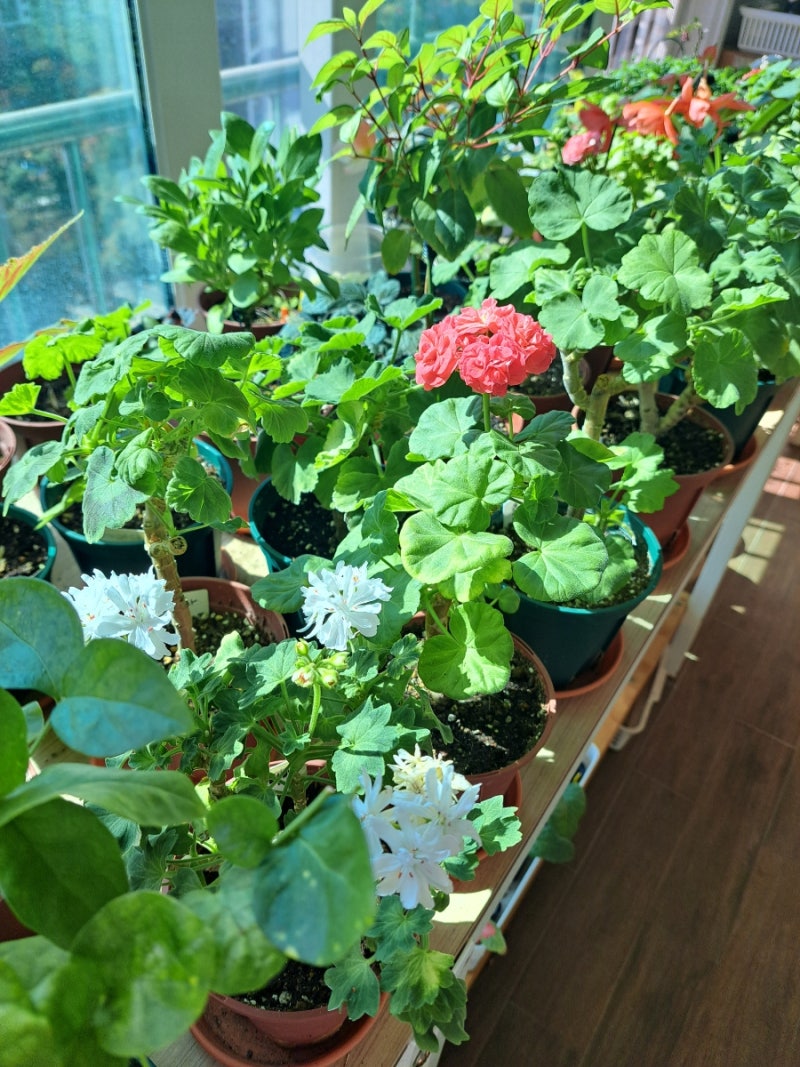 가을철 제라늄 관리, 제라늄 조금 더 빨리 회복시키기