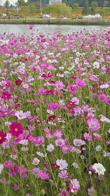 나주 영산강 축제 후기｜10월 10일 방문, 코스모스 개화 현황과 가을꽃 구경