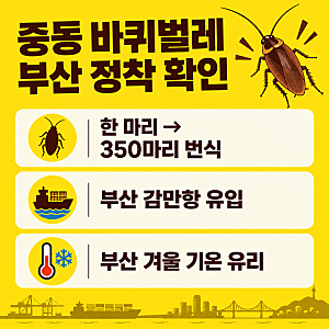 중동 바퀴벌레 부산 정착 총정리! 투르키스탄바퀴 특징 번식력 퇴치법, 한 마리가 350마리 낳....