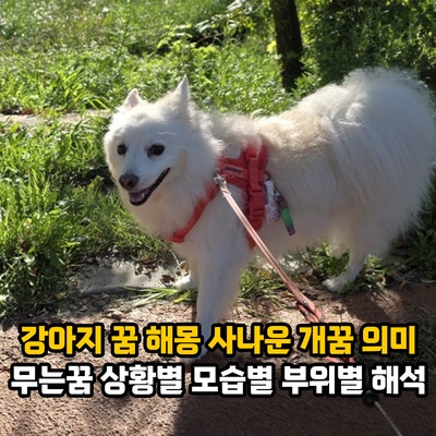 강아지 꿈 해몽, 사나운 개꿈 의미 개가 무는꿈 물리는꿈 상황별 모습별 부위별 해석