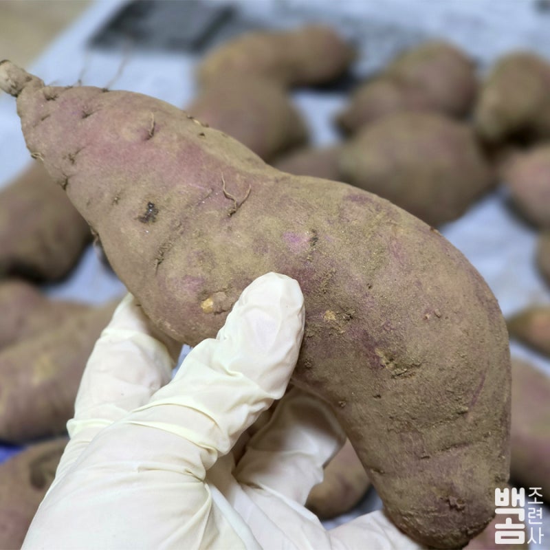 생고구마 보관방법｜신문지 박스 보관부터 적정 온도와 보관 기간까지