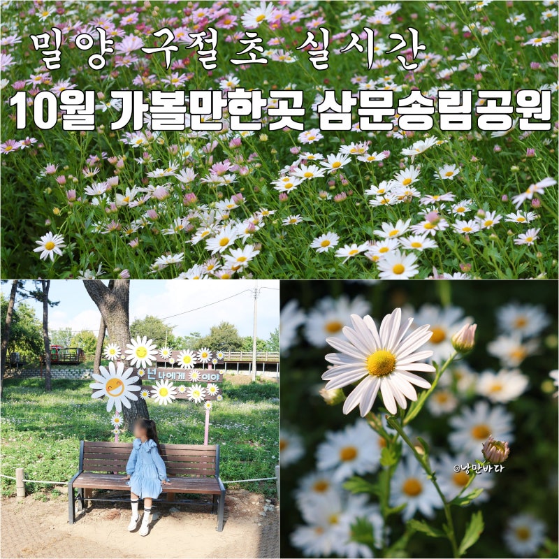 10월 밀양 가볼만한곳 구절초 꽃, 삼문 송림공원 실시간 개화 상황