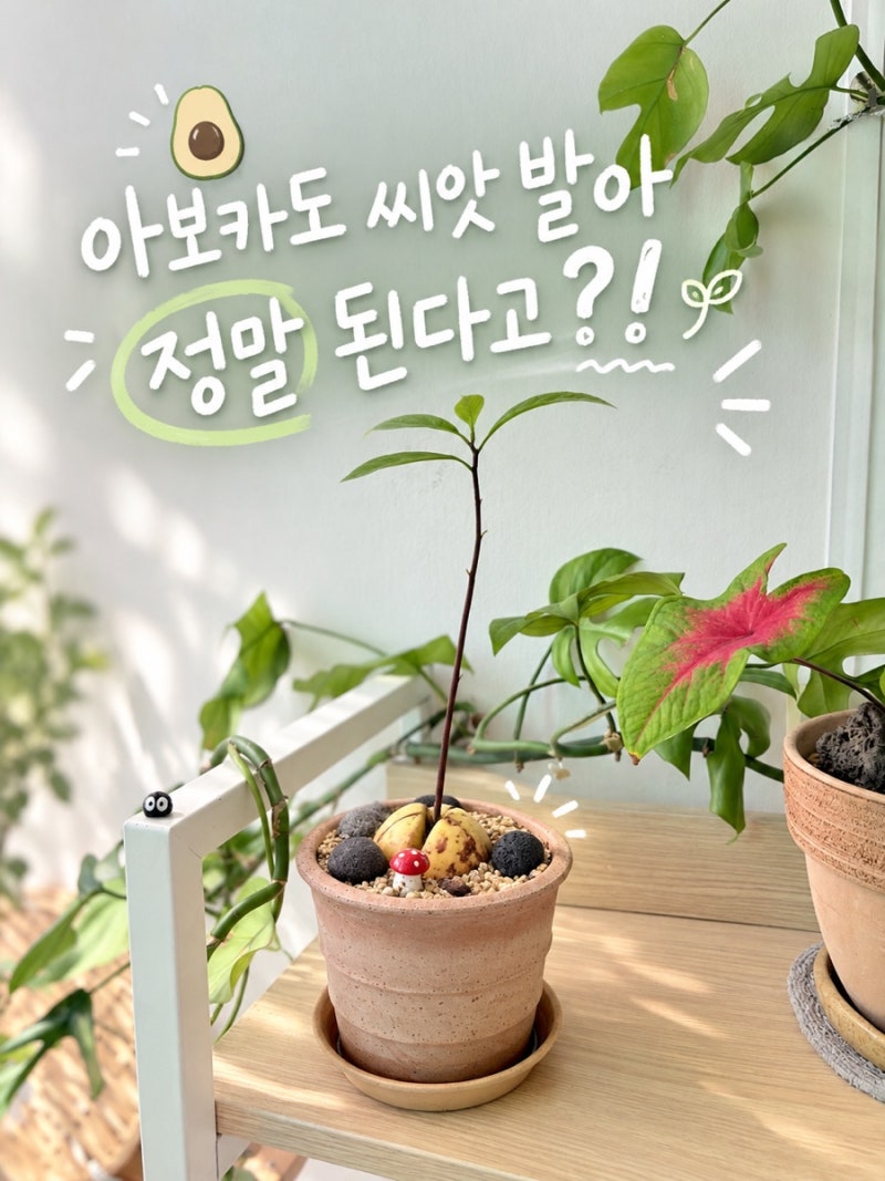 아보카도 씨앗 발아 방법 초보도 성공하는 아보카도 키우기