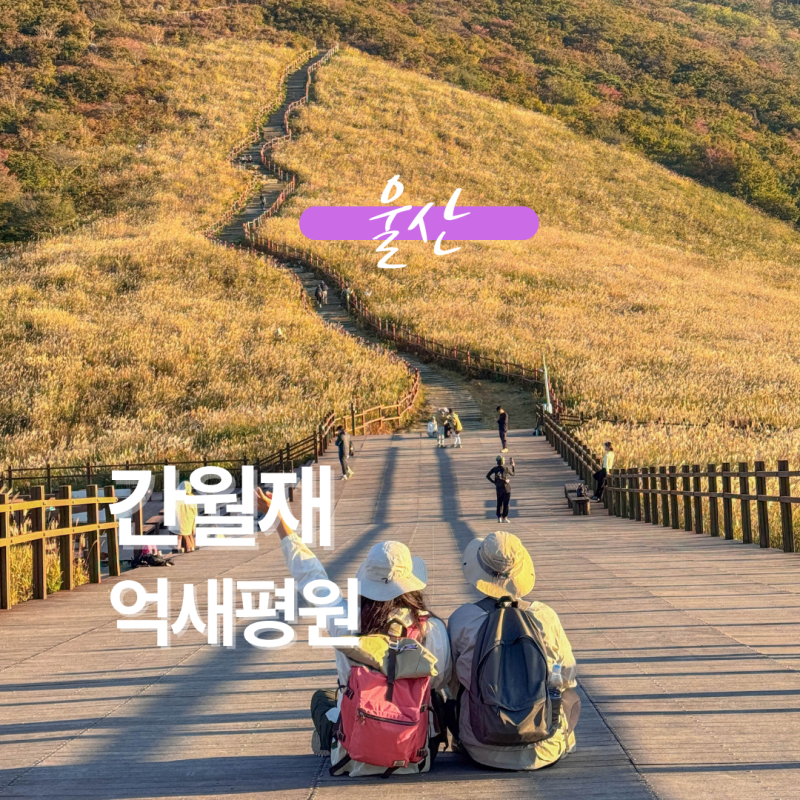 울산 간월재 억새명소 2026 등산코스 사슴농장 소요시간 황금빛 억새