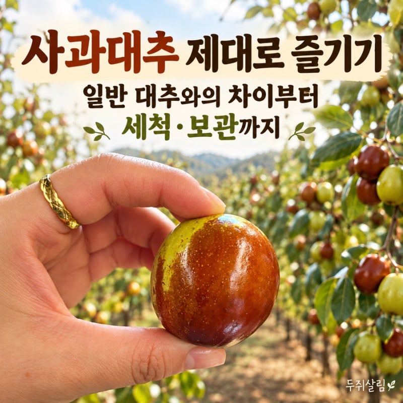 사과대추 제대로 즐기기, 일반 대추와의 차이부터 세척·보관까지