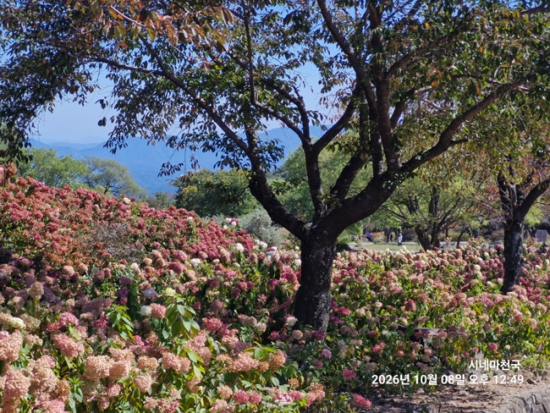 《황매산군립공원》 가을 억새 명소 추천 | 정상주차장에 주차하시면 금방이다.지금 억새 ....