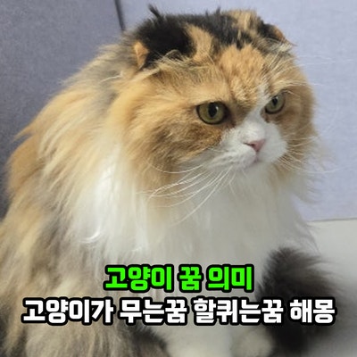 고양이 꿈 의미 고양이가 무는꿈 할퀴는꿈 해몽, 흉몽에 해당될까?